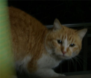 �i����풆�I